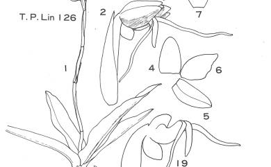 Peristylus formosanus (Schltr.) T.P.Lin 臺灣鷺草