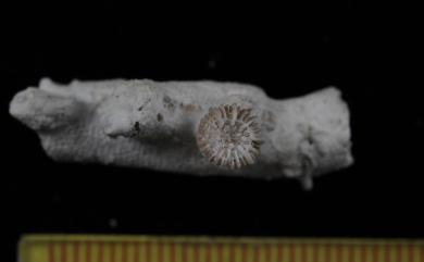 Caryophyllia rugosa Moseley, 1881 皺折葵珊瑚