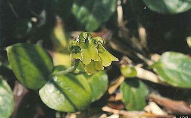 Neottia morrisonicola 玉山雙葉蘭