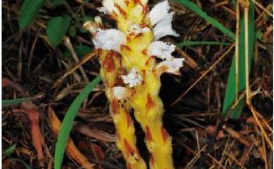 Orobanche coerulescens 列當