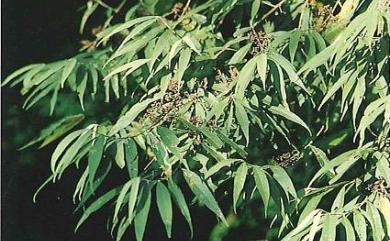 Callicarpa hypoleucophylla 灰背葉紫珠