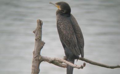 Phalacrocorax carbo sinensis 鸕鷀