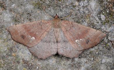 Xerodes contiguaria (Leech, 1897) 白點截角尺蛾