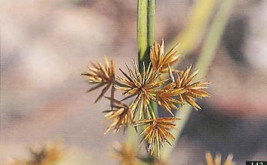 Cyperus compactus Retz. 密穗磚子苗