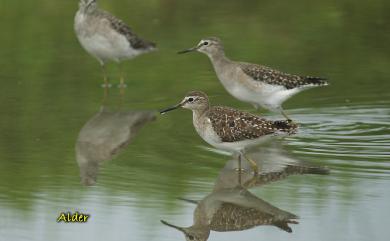 Tringa glareola Linnaeus, 1758 鷹斑鷸