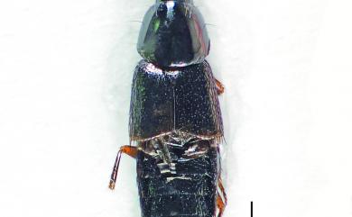 Heterothops oculatus Fauvel, 1895