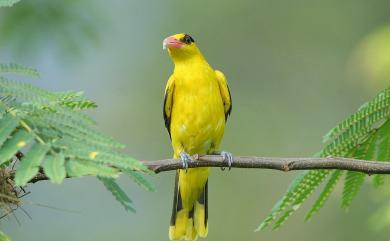 Oriolus chinensis diffusus 黃鸝