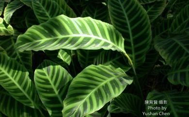 Calathea zebrina (Sims) Lindl. 斑葉竹芋