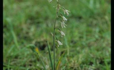 Eulophia graminea Lindl. 禾草芋蘭