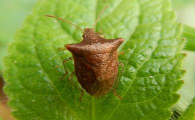 Carbula crassiventris (Dallas, 1849) 輝椿象