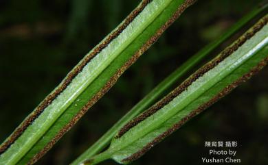 Pteris ensiformis 箭葉鳳尾蕨