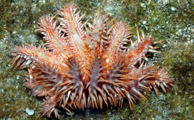 Acanthaster planci (Linnaeus) 棘冠海星