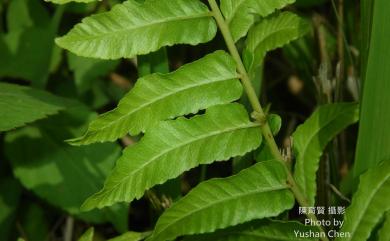 Ampelopteris prolifera (Retz.) Copel. 星毛蕨