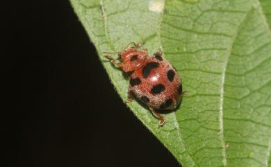 Epilachna chinensis (Weise, 1912) 中華食植瓢蟲