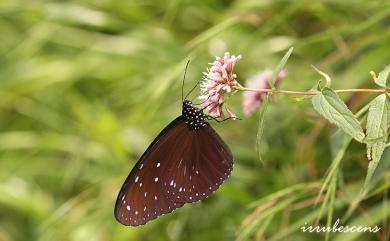 Euploea mulciber barsine Fruhstorfer, 1904 異紋紫斑蝶