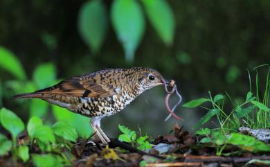 Zoothera aurea aurea (Holandre, 1825) 白氏地鶇(指名亞種)