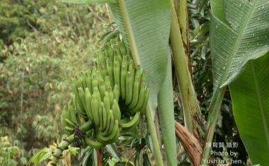 Musa acuminata 香蕉