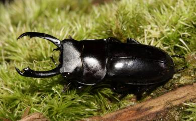 Dorcus mochizukii (Miwa, 1937) 望月鍬形蟲