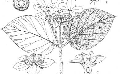 Viburnum sympodiale Graebn. 假繡球