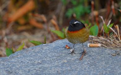 Tarsiger johnstoniae (Ogilvie-Grant, 1906) 栗背林鴝