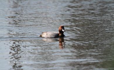 Aythya ferina (Linnaeus, 1758) 紅頭潛鴨