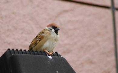 Passer montanus saturatus (Stejneger, 1885) 麻雀