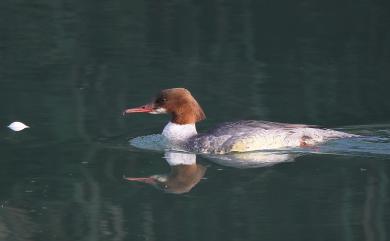 Mergus merganser merganser Linnaeus, 1758 川秋沙