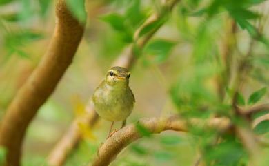 Phylloscopus examinandus Stresemann, 1913 勘察加柳鶯