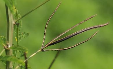 Desmanthus virgatus (L.) Willd. 多枝草合歡