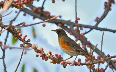 Turdus chrysolaus chrysolaus (Temminck, 1831) 赤腹鶇