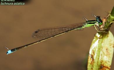 Ischnura asiatica Brauer, 1865 亞東細蟌