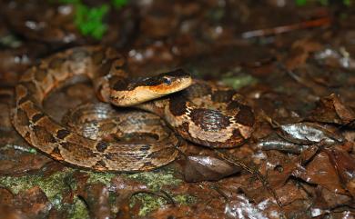 Pseudagkistrodon rudis (Boulenger, 1906) 擬龜殼花