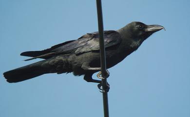 Corvus macrorhynchos colonorum (Swinhoe, 1864) 巨嘴鴉