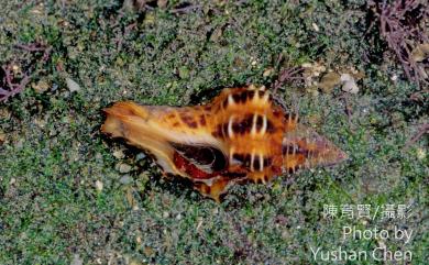 Latirus polygonus (Gmelin, 1791) 多稜旋螺