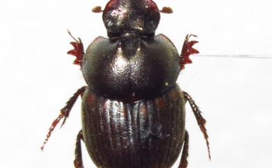 Onthophagus taurinus White 背斑嗡蜣螂
