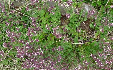 Origanum vulgare 野薄荷