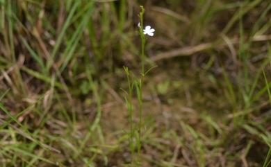 Striga masuria 高雄獨腳金