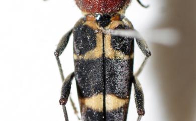 Xylotrechus magnicollis (Fairmaire, 1888) 紅領虎天牛