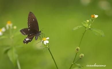 Papilio castor formosanus Rothschild, 1896 無尾白紋鳳蝶