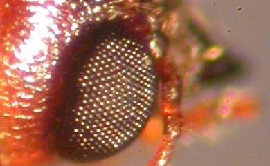 Xylocis tortilicornis Lense