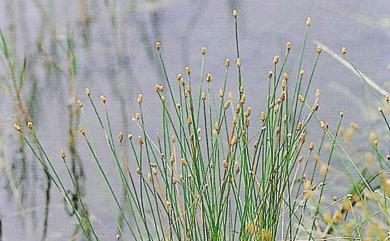 Eleocharis atropurpurea 黑果藺