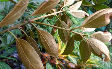 Neolitsea sericea var. aurata (Hayata) Hatus. 金新木薑子