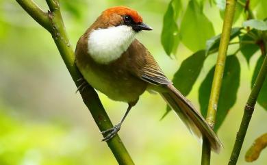 Ianthocincla ruficeps (Gould, 1863) 臺灣白喉噪眉