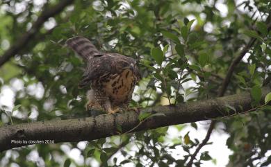 Accipiter trivirgatus formosae Mayr, 1949 鳳頭蒼鷹(台灣特有亞種)