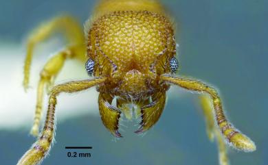 Tetramorium parvispinum (Emery, 1893) 小刺皺家蟻