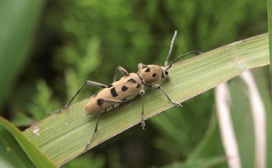 Chlorophorus mushanus Matsushita, 1931 霧社虎天牛