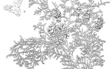 Chamaecyparis obtusa var. formosana 臺灣扁柏