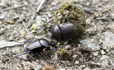 Paragymnopleurus ambiguus Janssens, 1943 臺灣側裸蜣螂