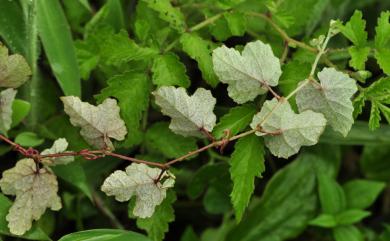 Vitis thunbergii var. thunbergii 細本葡萄