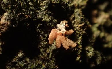 Arcyria insignis Kalchbr. & Cooke 鮮紅團網黏菌